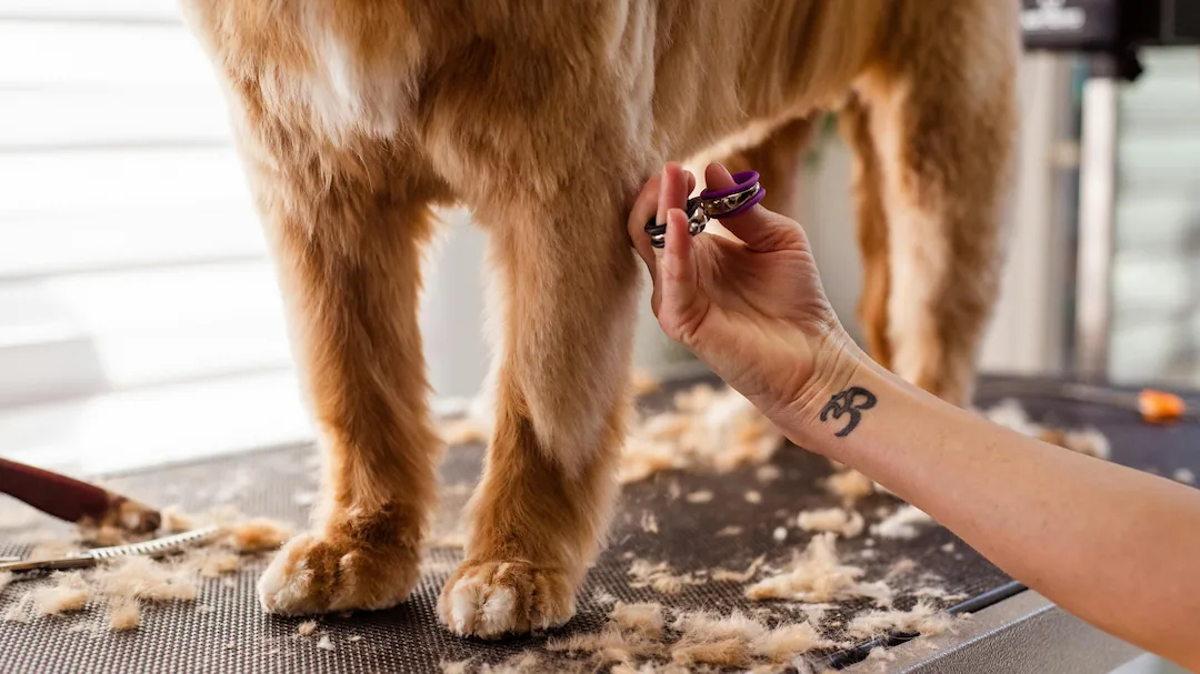 Grooming